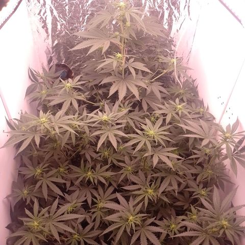 Tyson punch growlog timeline photo