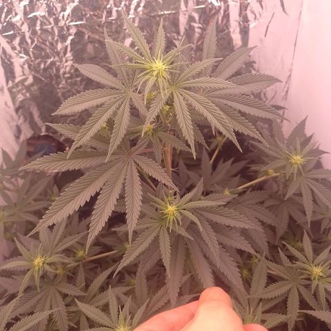 Tyson punch growlog timeline photo