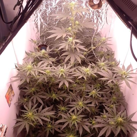 Tyson punch growlog timeline photo