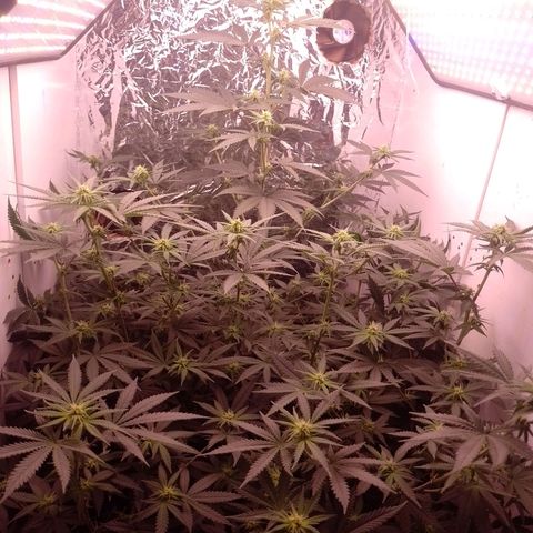 Tyson punch growlog timeline photo