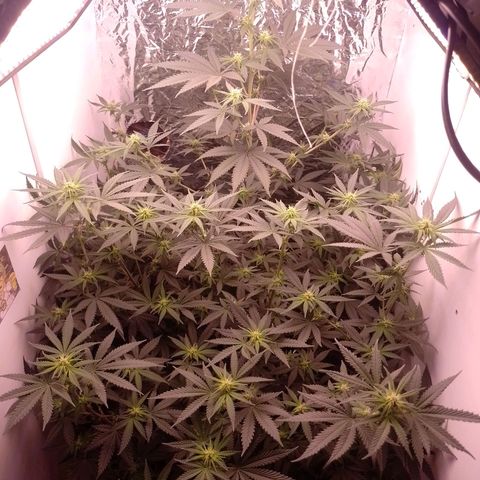 Tyson punch growlog timeline photo