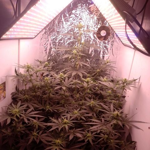 Tyson punch growlog timeline photo