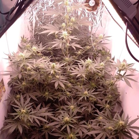 Tyson punch growlog timeline photo