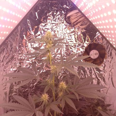 Tyson punch growlog timeline photo