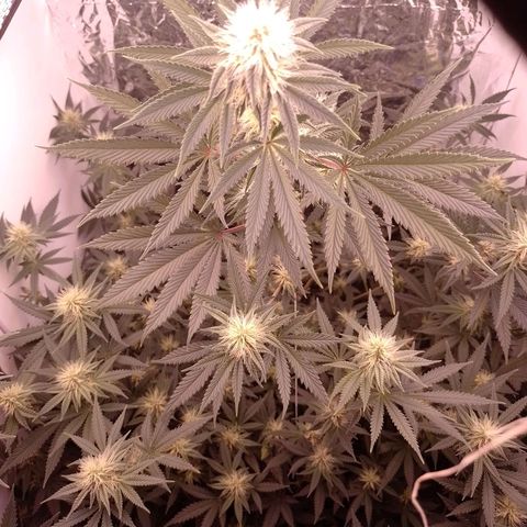 Tyson punch growlog timeline photo
