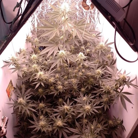 Tyson punch growlog timeline photo
