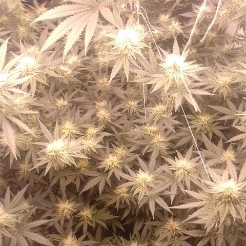 Tyson punch growlog timeline photo