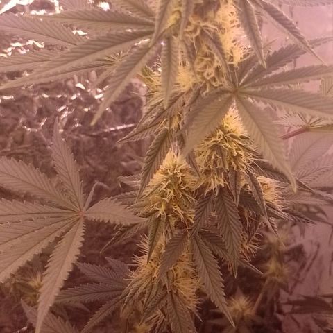 Tyson punch growlog timeline photo