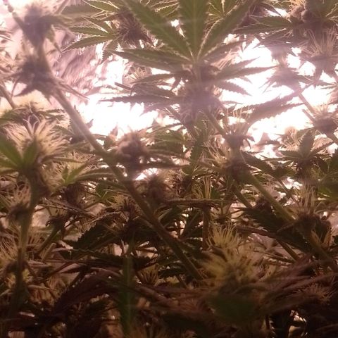 Tyson punch growlog timeline photo