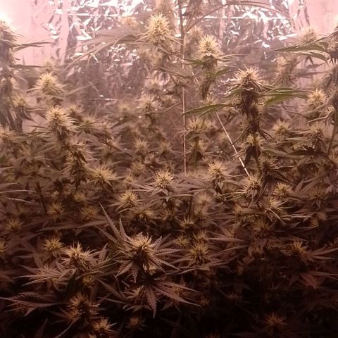 Tyson punch growlog timeline photo