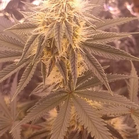 Tyson punch growlog timeline photo