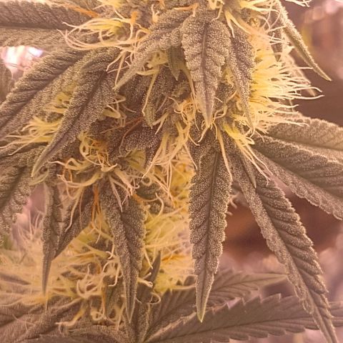 Tyson punch growlog timeline photo
