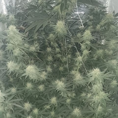 Tyson punch growlog timeline photo