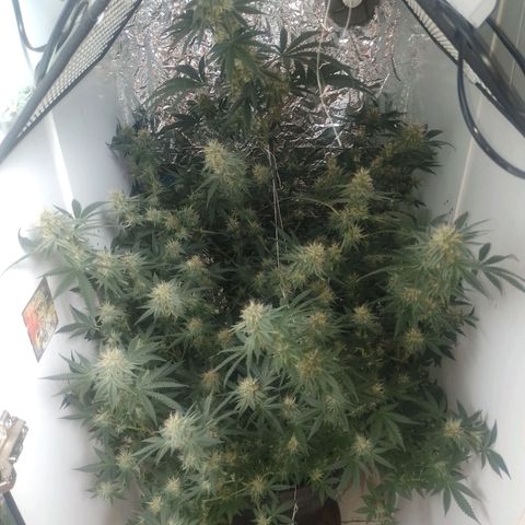 Tyson punch growlog timeline photo