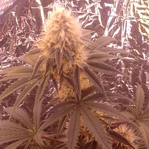 Tyson punch growlog timeline photo