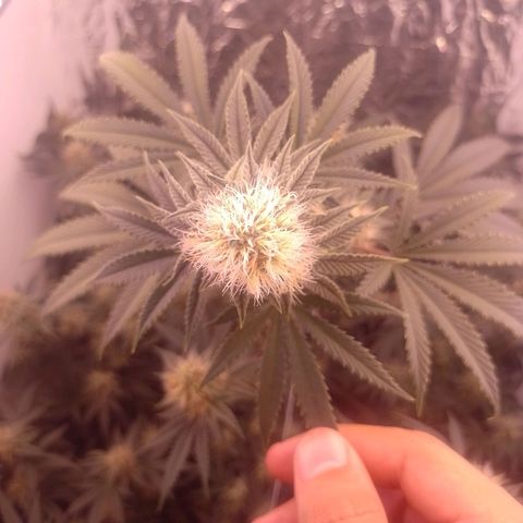 Tyson punch growlog timeline photo