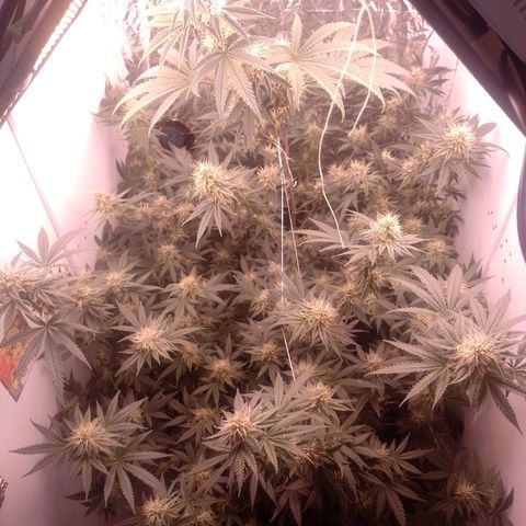 Tyson punch growlog timeline photo