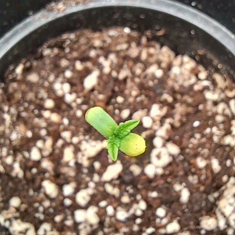 Purple Kush growlog timeline photo