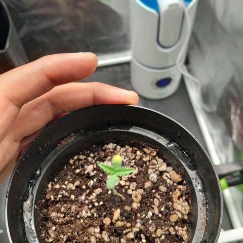 Purple Kush growlog timeline photo
