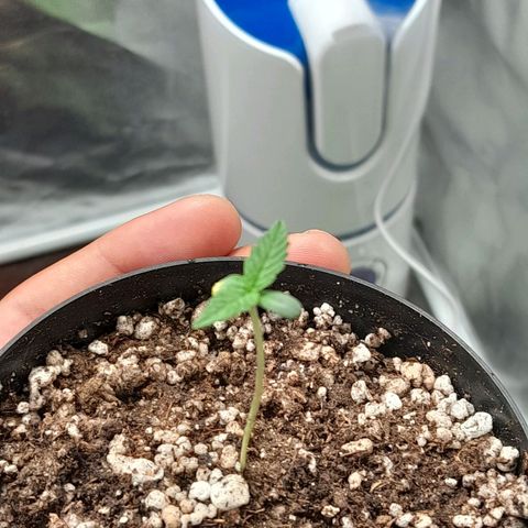 Purple Kush growlog photo: Início fertilizante e enraizador 