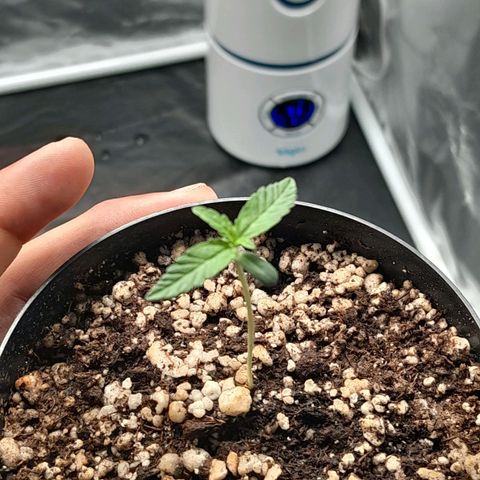 Purple Kush growlog timeline photo
