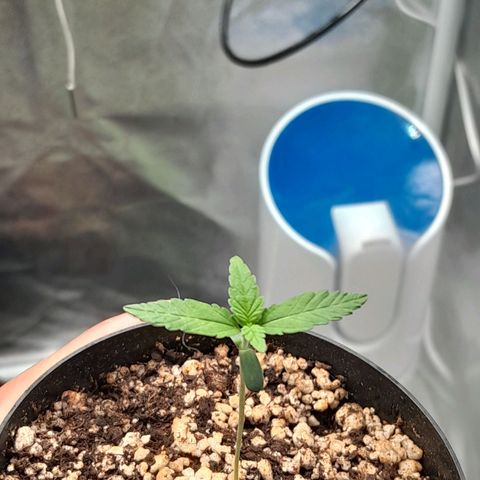 Purple Kush growlog timeline photo