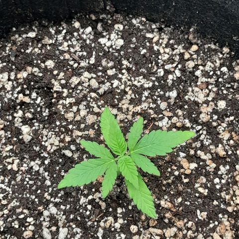 Purple Kush growlog timeline photo