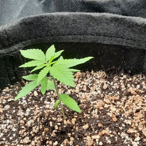 Purple Kush growlog timeline photo