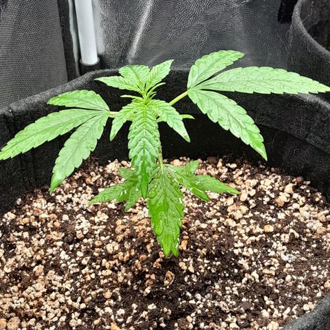 Purple Kush growlog timeline photo