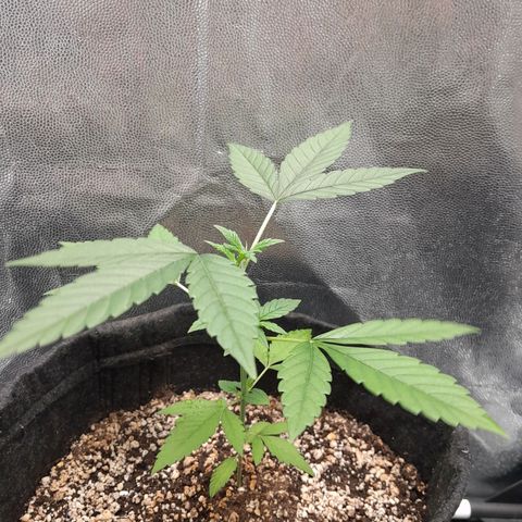 Purple Kush growlog timeline photo