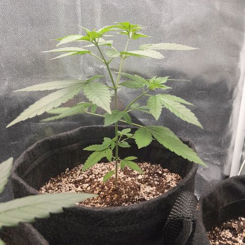 Purple Kush growlog timeline photo
