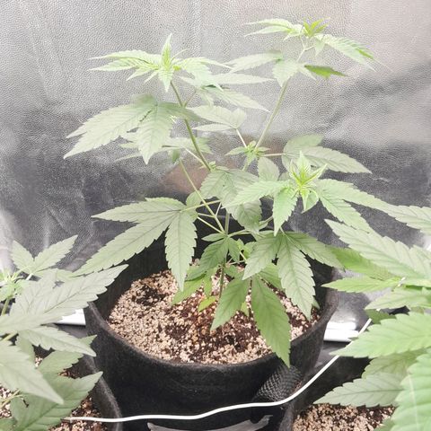 Purple Kush growlog timeline photo