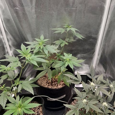 Purple Kush growlog timeline photo