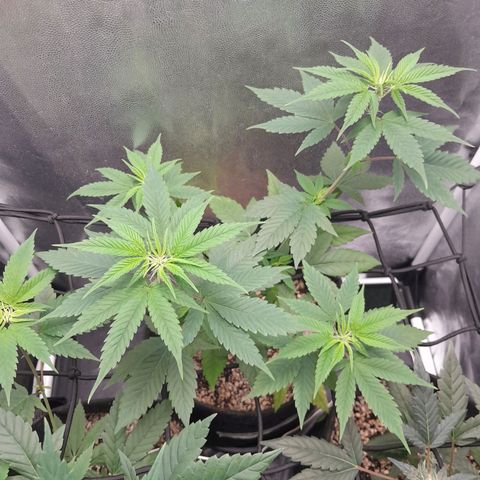 Purple Kush growlog timeline photo