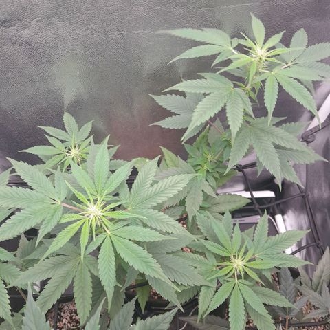 Purple Kush growlog timeline photo