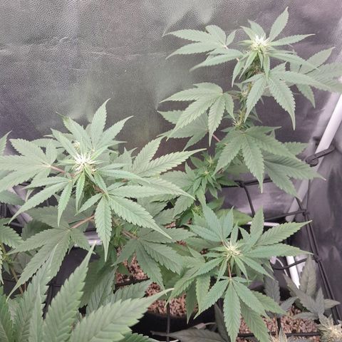 Purple Kush growlog timeline photo