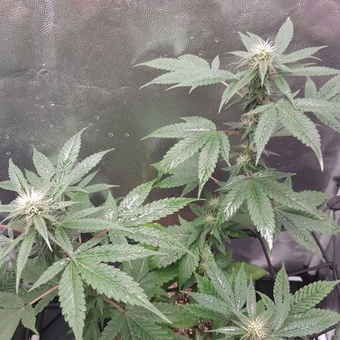 Purple Kush growlog timeline photo