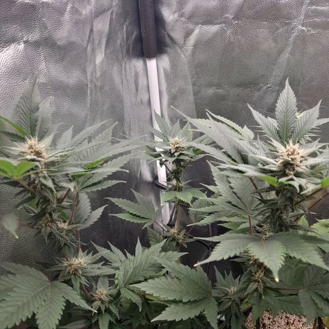 Purple Kush growlog timeline photo