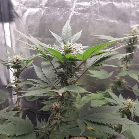 Purple Kush growlog timeline photo