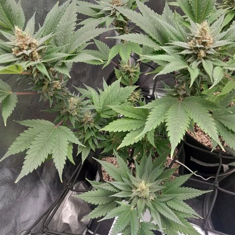 Purple Kush growlog timeline photo