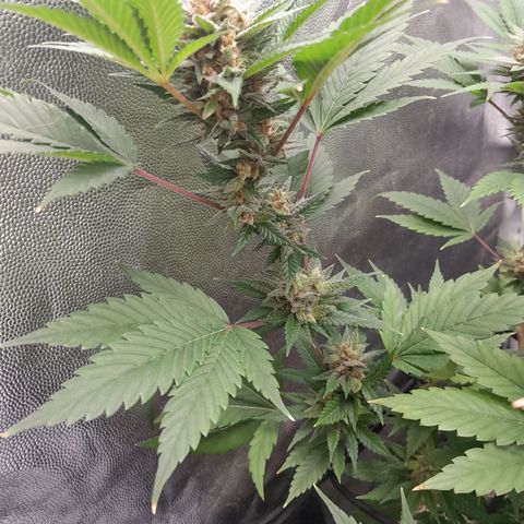 Purple Kush growlog timeline photo