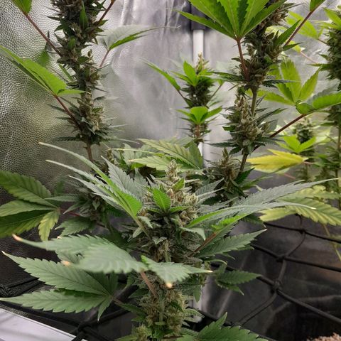 Purple Kush growlog timeline photo