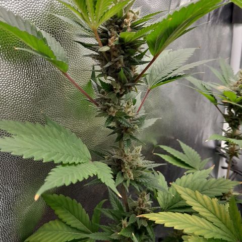 Purple Kush growlog timeline photo