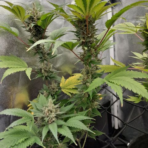 Purple Kush growlog timeline photo