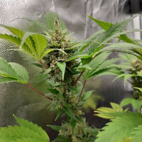 Purple Kush growlog timeline photo