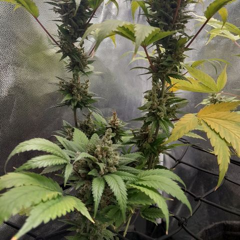 Purple Kush growlog timeline photo