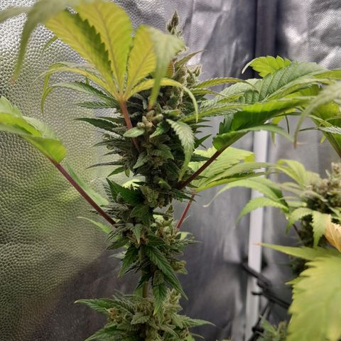 Purple Kush growlog timeline photo