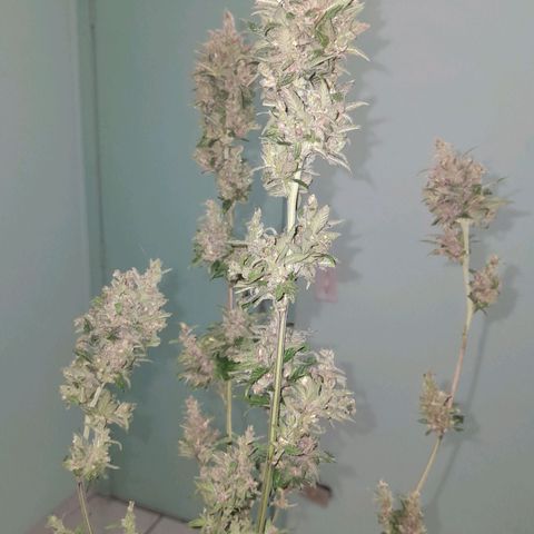 Purple Kush growlog timeline photo