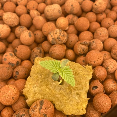 Wedding Crasher growlog timeline photo