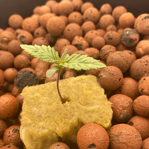Wedding Crasher growlog timeline photo